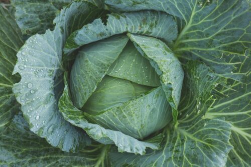 cabbage