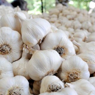 Garlic